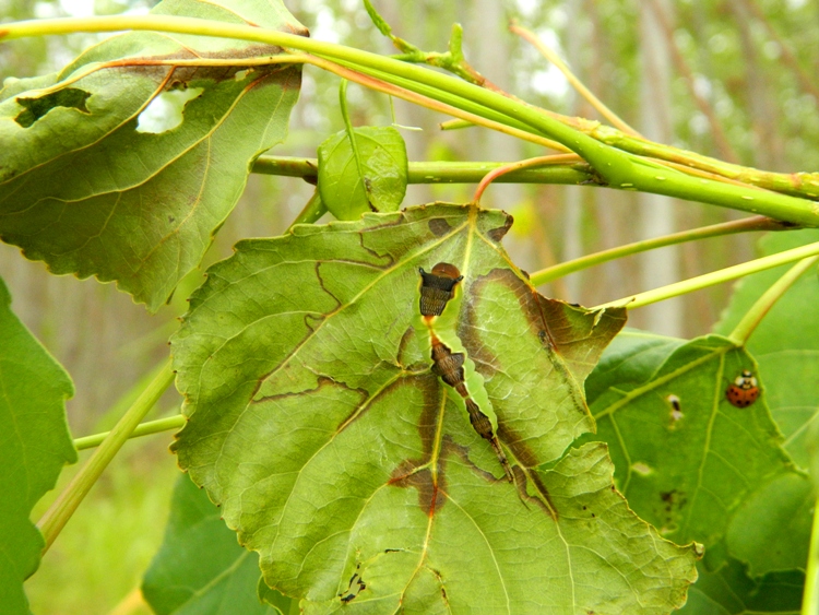 Dall''uovo all''adulto: Cerura (Apocerura) erminea  - Notodontidae